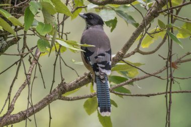 Siyah Saçlı Jay kuşu yaklaş