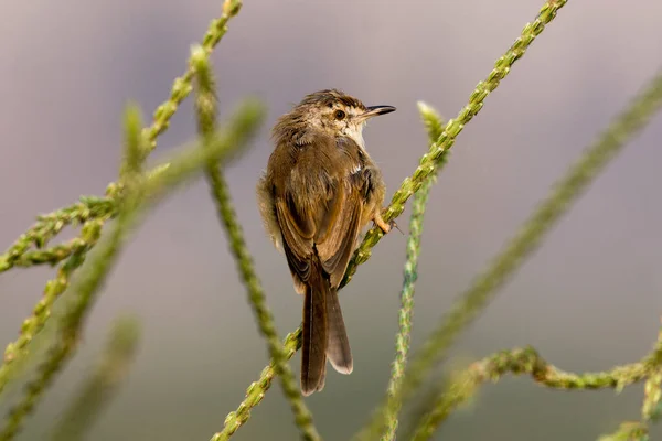 Kül rengi Prinia kuşu kapat