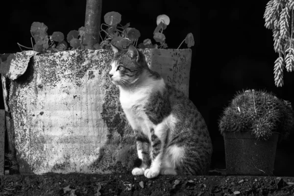 Kedi sokakta bankta oturuyor.