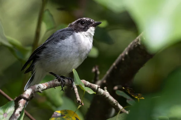 Gri Bushchat kuşu kapat 