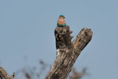  Hint patenci kuşu yaklaş.