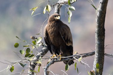 Adımlı Kartal Kuşu