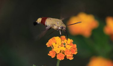 Sinekkuşu Şahin Güvesi, yaklaşın.