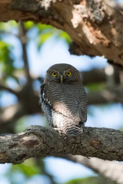 Ağaçtaki Orman Baykuşu