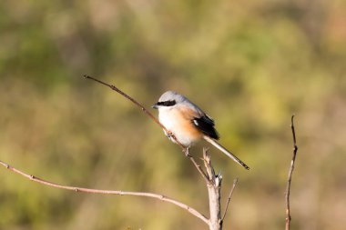 Uzun Kuyruklu Örümcekkuşu bir dalda 