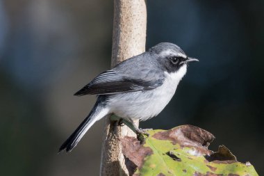 Küçük Pied Sinekkapanı kuşu