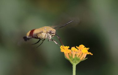 Bir çiçeğin üzerindeki sinekkuşu güvesi