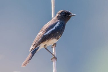 Pied Bush Sohbeti 'ne yakın bir yerde.