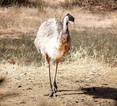 Hayvanat bahçesinde devekuşu