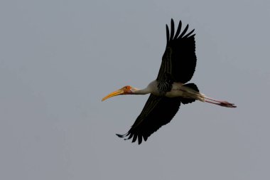 Gökyüzünde uçan Boyalı Leylek