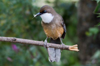 Beyaz boğazlı Laughingthrush kuşu