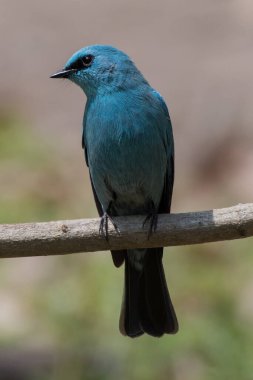 Verditer Sinek Yakalayıcısı kuşu
