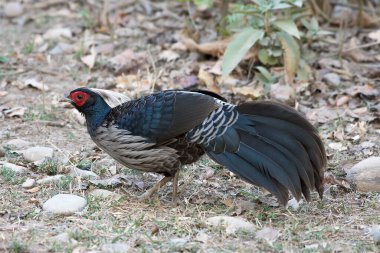  Kalij Parkı 'nda sülün