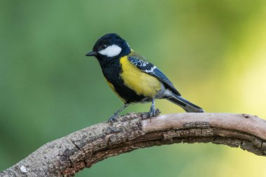 Tarquoise Tanager kuşu yaklaşıyor.