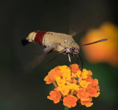 Bir çiçeğin üzerindeki sinekkuşu güvesi