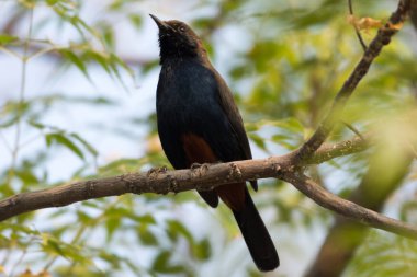 Hintli Robin kuşu yaklaş.