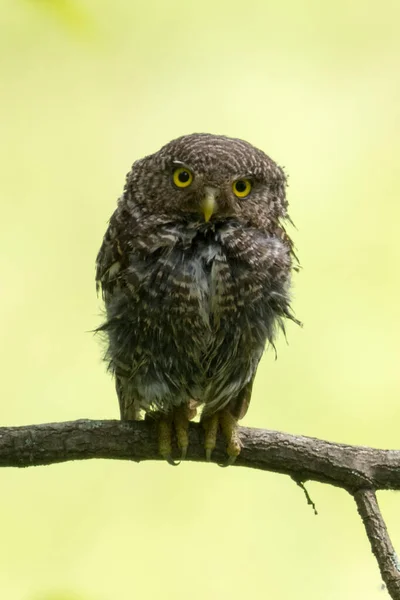 Jungle Owllet bird in the tree