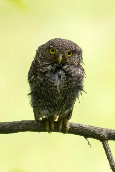 Jungle Owllet bird in the tree