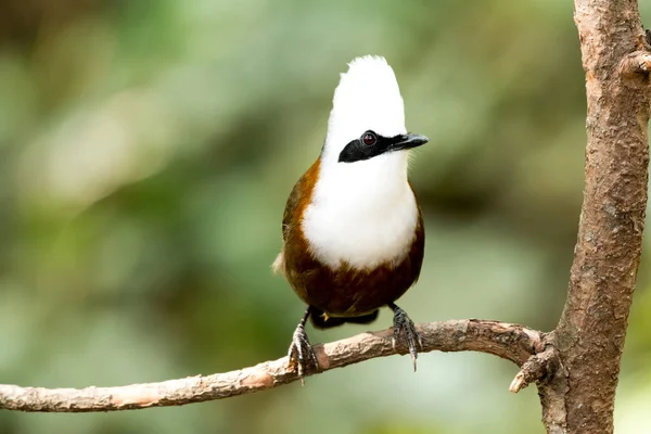 Beyaz armalı gülen kuş.  