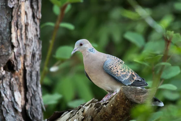 Ormanda benekli güvercin