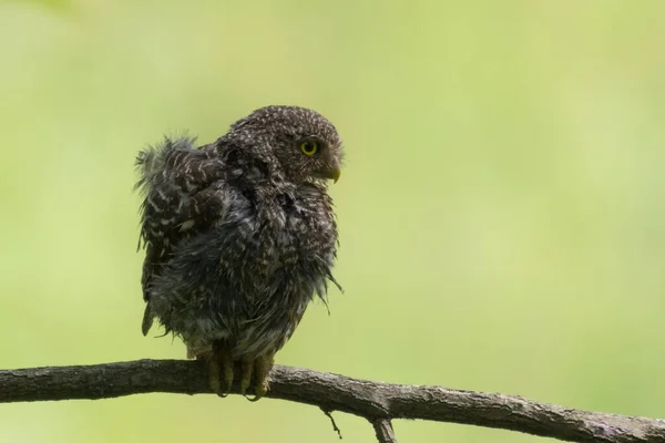 Jungle Owllet bird in the tree