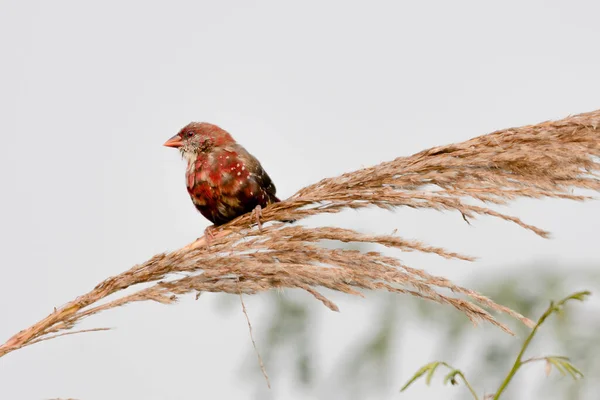 kırmızı avadavat orred munia bird  