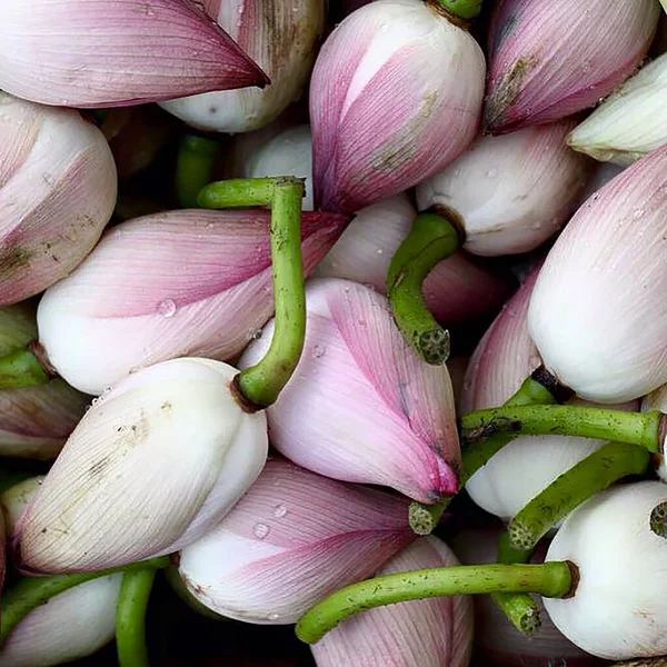 fresh flower bulbs on the market