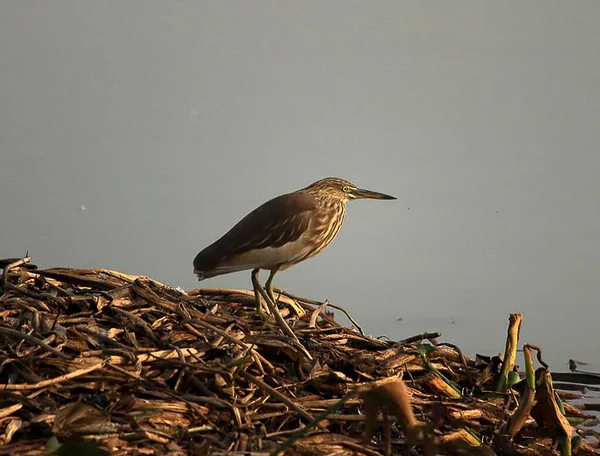Heron Gölü Okhla Kuşu 