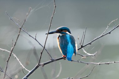 Bu Erkek Kuşta Kingfisher Alcedo