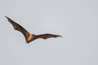 Indian Flying Fox Indian Fruit Bat on the clear sky clipart