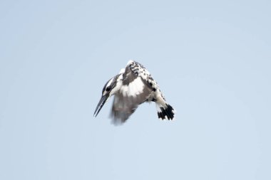 Pied Kingfisher uçuyor.