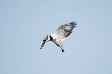 Pied Kingfisher uçuyor.