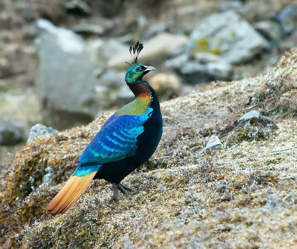Himalaya Monal, mavi tüylü güzel bir kuş. 