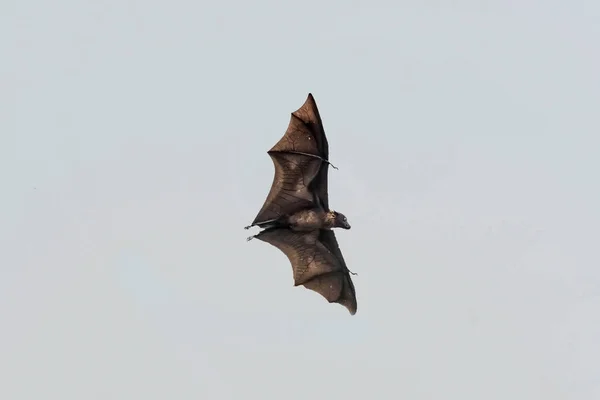 Indian Flying Fox Indian Fruit Bat on the clear sky