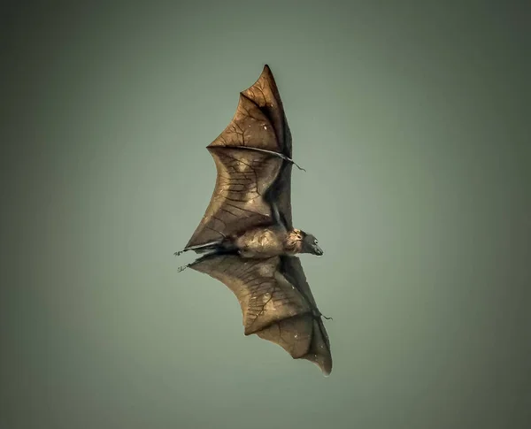 Indian Flying Fox Indian Fruit Bat on the clear sky