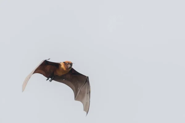 Indian Flying Fox Indian Fruit Bat on the clear sky