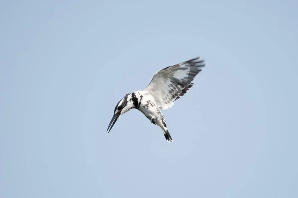 Pied Kingfisher uçuyor.