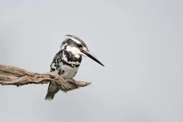 Pied Kingfisher bir ağacın dalındaki kuş.