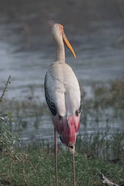 Suda Pinted Stork 'un yakın plan fotoğrafı.
