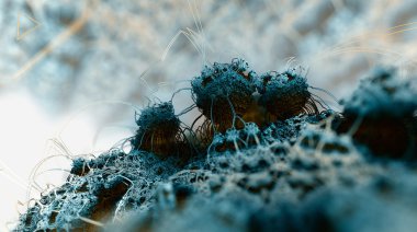 Fraktal yapıları yuvar