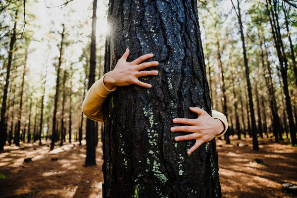 Güneş doğarken, beyaz tenli genç bir erkeğin ağaç gövdesine yakın çekim.