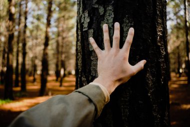 Genç sağlıklı eller, nemli ağaç gövdesine karşı..