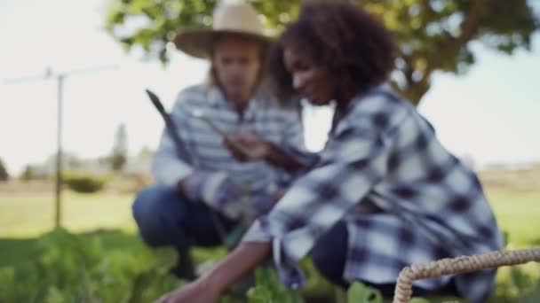 Compañeros agricultores de raza mixta plantando cultivos en parche vegetal buscando pesticidas en tableta digital — Vídeo de stock