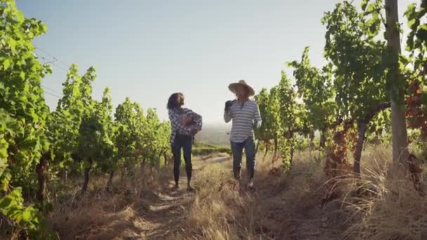 Смешанная раса мужской и женский пары прогуливаясь по виноградникам держа корзину свежих овощей — стоковое видео