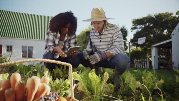 Agricultor masculino caucasiano e raça mixd plantação de culturas femininas em horta trabalhando com tablet digital — Vídeo de Stock