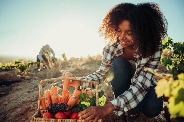 Erkek meslektaşım hasat ederken, melez kadın çiftçi gülümsüyor taze ürün topluyor.