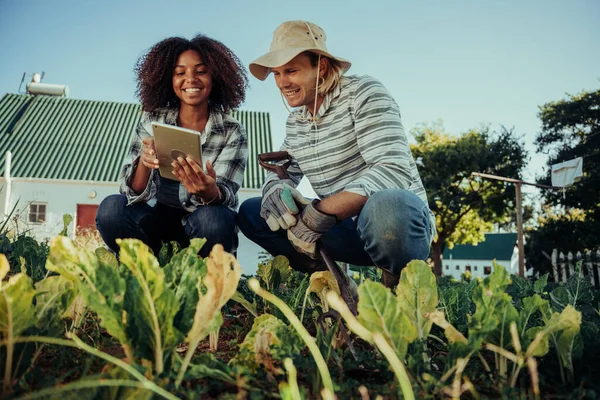 Coğrafya projesi için sebze tarlasında çalışan çiftçiler dijital tabletteki yapraklar hakkında bilgi arıyorlar