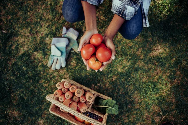 Mixed race female holding red cherry tomatoes in cupped hands standing over fresh vegetables in basket — Stock Photo, Image