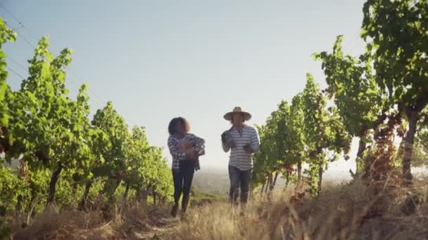 Raça mista agricultores masculinos e femininos caminhando ao nascer do sol através da vinha na fazenda de vinhos — Vídeo de Stock