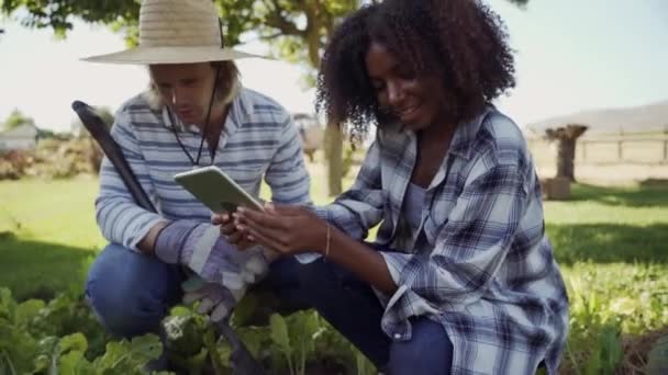 Sebze bahçesinde çalışan melez erkek ve dişi çiftçiler dijital tabletteki ürünleri arıyorlar. — Stok video